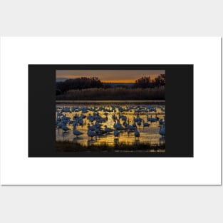 Snow Geese in Golden Light Posters and Art